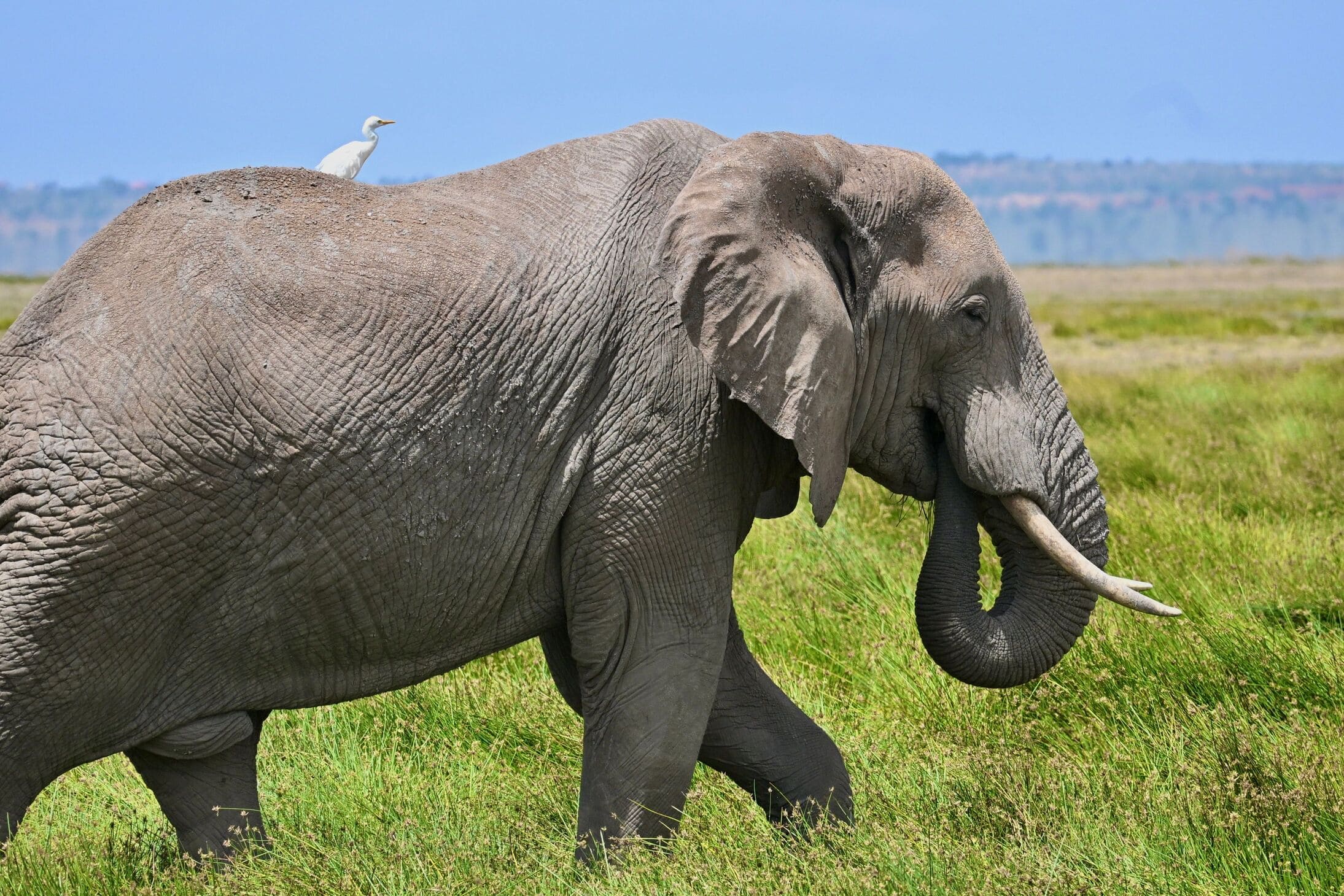 Ngorongoro