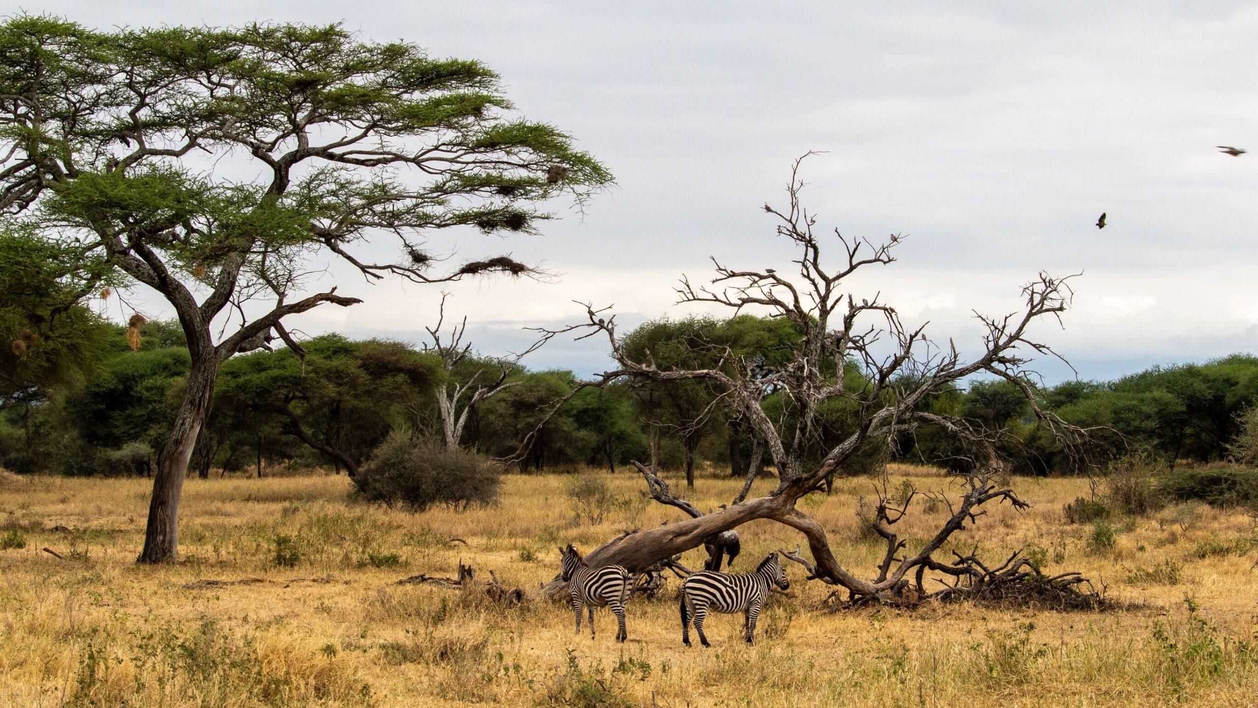 Serengeti